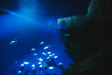 Immersion on a seabed. Beautiful tropical fishes
