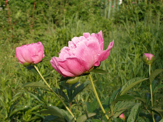 In the garden pink peonies bloom.