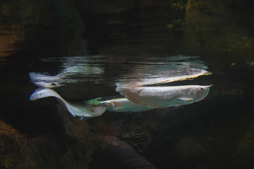 Fototapeta premium Long white fishes float, touching a water surface in a reservoir.
