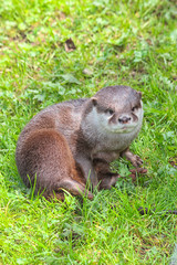 Fischotter sitzt im Gras