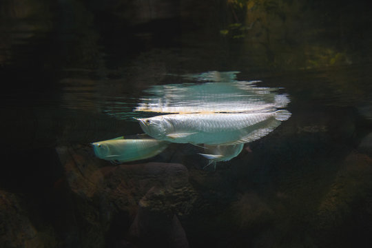 Unusual white fishes float, touching a water surface in an aquarium against the background of stones.