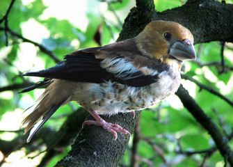 On the tree branch sits the bird Coccothraustes