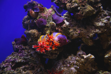 Fototapeta na wymiar Exotic fishes swim among beautiful corals in an oceanarium