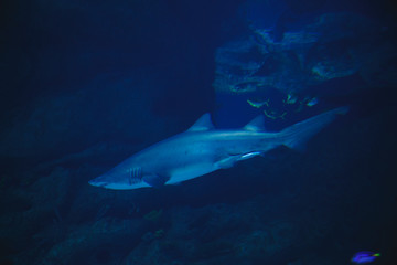 Naklejka premium The big white shark swims in the open ocean