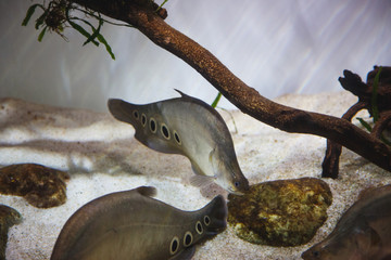 Fish swims at the bottom of an aquarium
