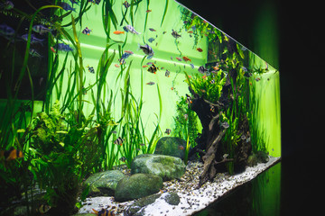 Big beautiful aquarium with a great number of little fishes and decorative elements