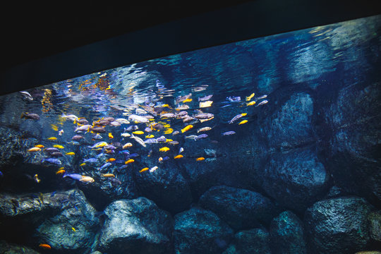 Incredibly beautiful aquarium with big stones and a great number of little fish
