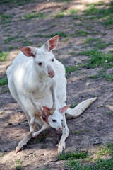 albino kangaroo with joey