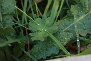 Close up of flowers and leaves in various weather conditions