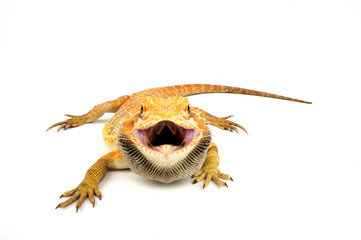 Bartagame (Pogona vitticeps) - bearded dragon