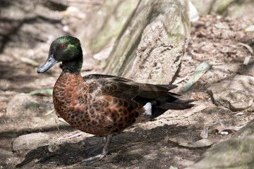 chestnut teal; duck