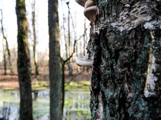 Fungi on a tree