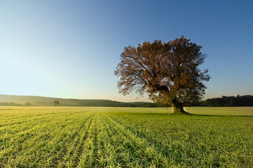 lonely tree in the farmland