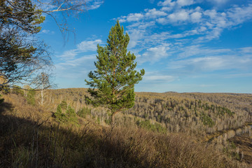 Fototapeta premium Pine against the blue sky. Changing seasons in Western Siberia. Mid autumn.