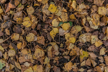 Dry birch leaves. Carpet of fallen leaves. Autumn palette.