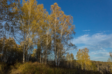 Fototapeta na wymiar Yellowed birch against a blue sky. The change of seasons in Russia. The colors of the Siberian forest in late autumn.