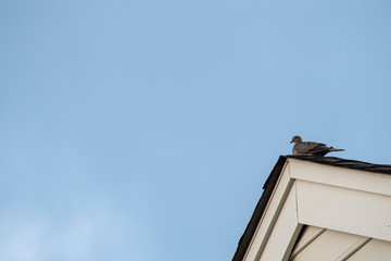 Fototapeta na wymiar Bird sitting on the top of a roof