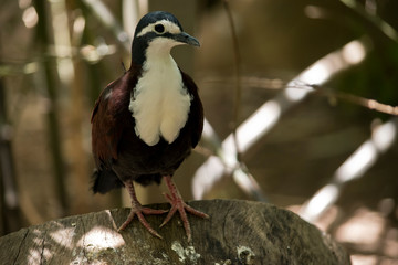 New Guinea ground dove