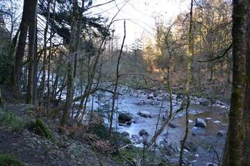 река в природном парке Тэй Форест в Шотландии © lozinsky_s_v