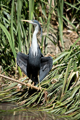 Fototapeta premium pied heron