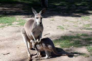 Naklejka na ściany i meble red kangaroo with her joey