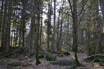 Лучи вечернего солнца освещают деревья леса Тэй в Шотландии