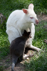 An albino red necked wallaby with her joey