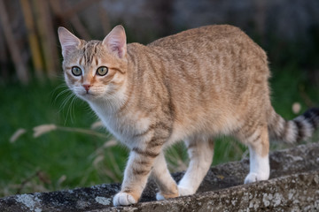 Chat tigré marchant sur un muret