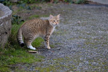 Obraz premium Chat tigré dans un jardin, position de méfiance, profil
