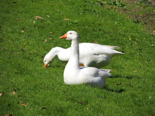 Legart Danish domestic geese