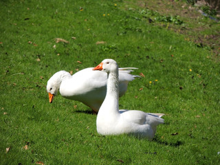 Legart Danish domestic geese