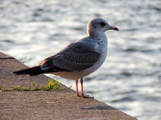 Young gull, Larus argentatus, on banks of Neva