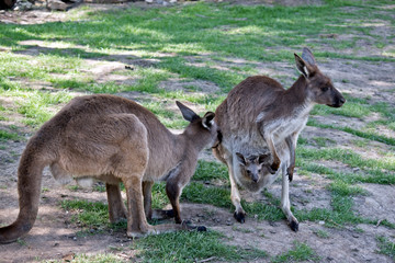 western grey kangaroo and her joey