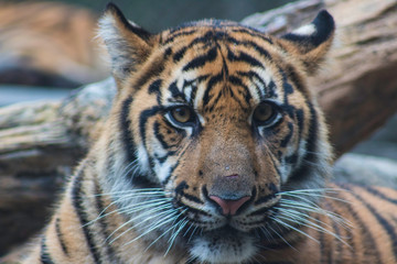 portrait of a tiger