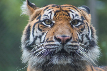 tiger in zoo