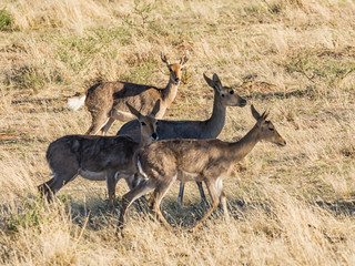 Mountain Reedbuck