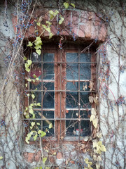 altes Fenster, zugewachsen mit Wein