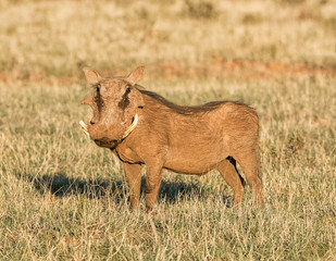 Warthog Portrait