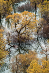 Fototapeta na wymiar Trees reflected in the waters of the Skadar Lake