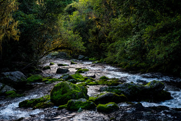 Beautiful greenery nature and stream of the rainforest.