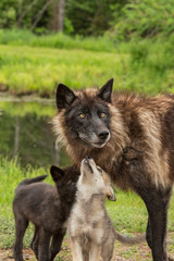 Wild Animals of Minnesota