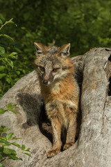 A mother Fox with her Kits in Minnesota