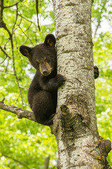 Black Bears foraging in Minnesota