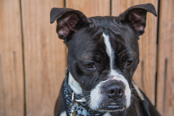 portrait of a terrier