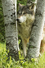 Wild Animals of Minnesota