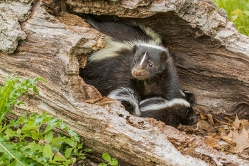 Skunks in Minnesota