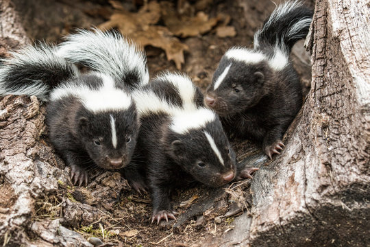 Skunks In Minnesota