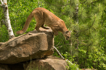 Mountain Lion also called a Cougar in Minnesota