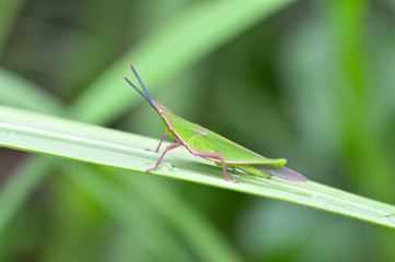 Green grasshopper on leaf / little grasshopper field on green plant nature blur background 