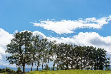 北海道美瑛の風景